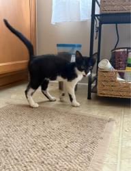 Found/Stray Male Cat last seen Kernersville, Kernersville, NC 27284