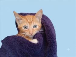 Shelter Stray Male Cat last seen , 1850 W 60th St, Los Angeles, CA 90047, USA