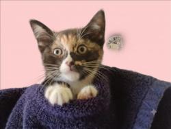 Shelter Stray Female Cat last seen , 1850 W 60th St, Los Angeles, CA 90047, USA