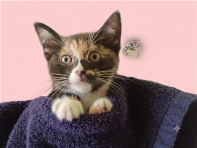 Shelter Stray Female Cat last seen , 1850 W 60th St, Los Angeles, CA 90047, USA