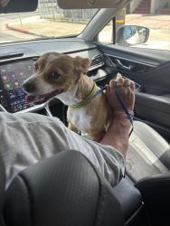 Found/Stray Male Dog last seen 83rd Ave and Plymouth, Oakland, CA 94621