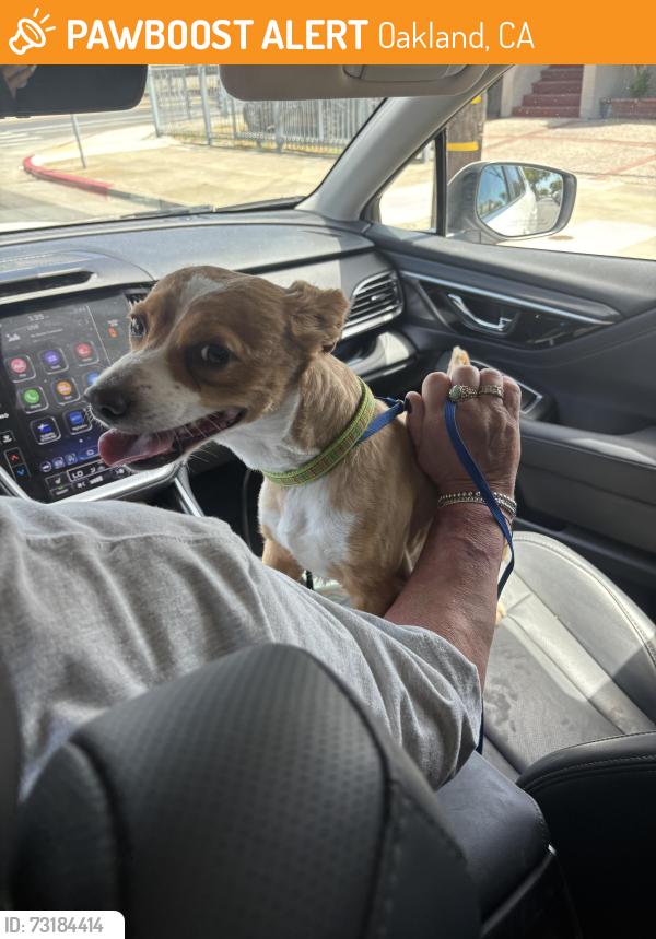 Found/Stray Male Dog last seen 83rd Ave and Plymouth, Oakland, CA 94621