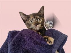 Shelter Stray Female Cat last seen , 1850 W 60th St, Los Angeles, CA 90047, USA