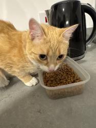 Reunited Female Cat last seen St Augustine’s est herne bay, Kent, England CT6 6XD
