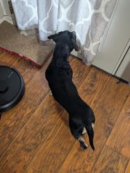 Found/Stray Unknown Dog last seen Bardwell Lake observation point, Ennis, TX 75119