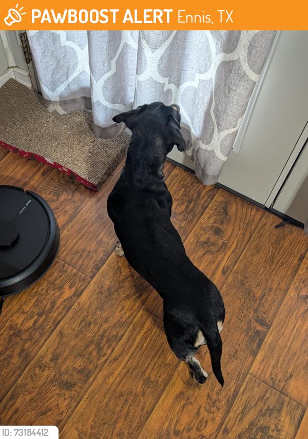 Found/Stray Unknown Dog last seen Bardwell Lake observation point, Ennis, TX 75119