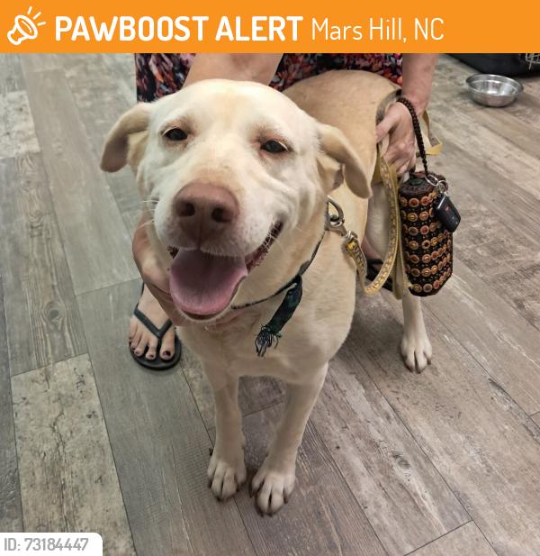 Found/Stray Female Dog last seen Mars Hill University Campus, Mars Hill, NC 28754
