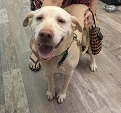 Found/Stray Female Dog last seen Mars Hill University Campus, Mars Hill, NC 28754