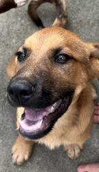 Found/Stray Male Dog last seen Norris, Pickens County, SC 29630