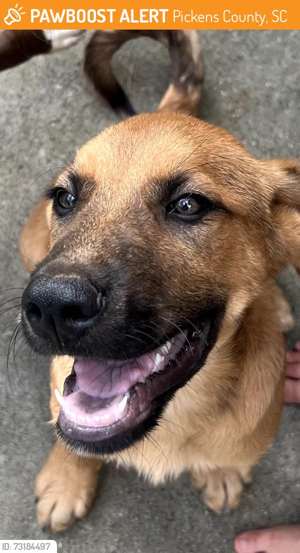 Found/Stray Male Dog last seen Norris, Pickens County, SC 29630