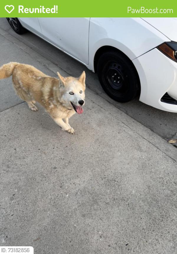 Reunited Female Dog last seen Evererington and Atlantic bl, Commerce, CA 90040