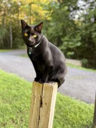 Reunited Male Cat last seen Gingerville pool parking lot, Edgewater, MD 21037