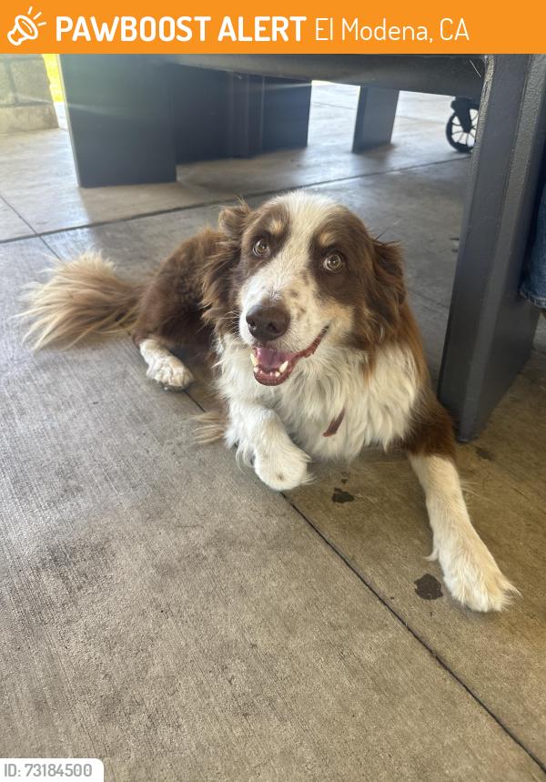 Found/Stray Unknown Dog last seen El Modena park, El Modena, CA 92869