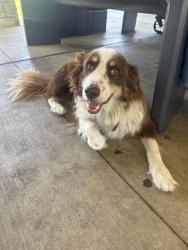 Found/Stray Unknown Dog last seen El Modena park, El Modena, CA 92869