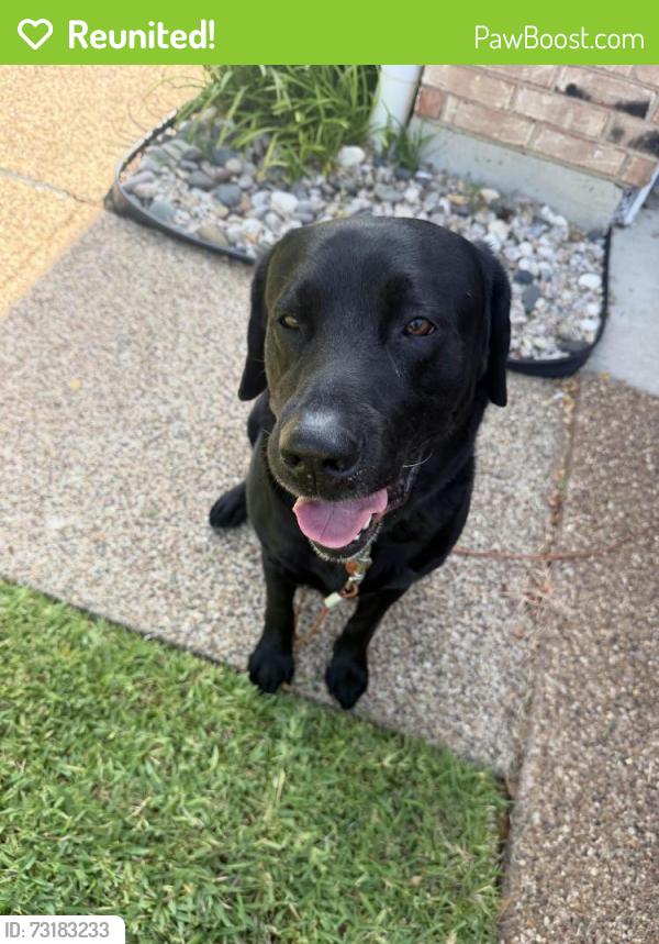 Reunited Male Dog last seen Keller Springs & Willowgate Ln, Carrollton, TX 75006