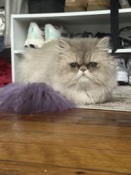 Reunited Female Cat last seen Andrew Ave Delray Beach, FL 33483 United States, Delray Beach, FL 33447