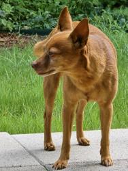 Reunited Male Dog last seen Columbus, Fort Worth tx 76106, Fort Worth, TX 76164
