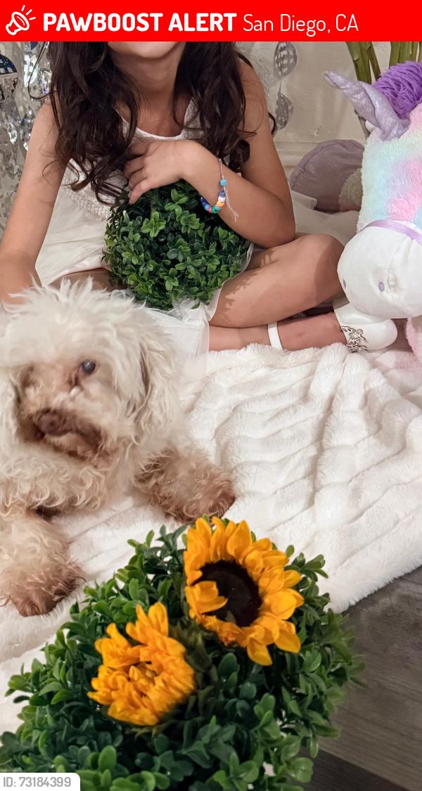 Lost Female Dog last seen Nutmeg St 92105, San Diego, CA 92105