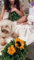 Lost Female Dog last seen Nutmeg St 92105, San Diego, CA 92105