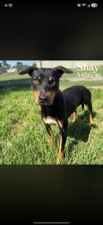 Reunited Female Dog last seen Shawnee and Tejas, Conroe, TX 77301