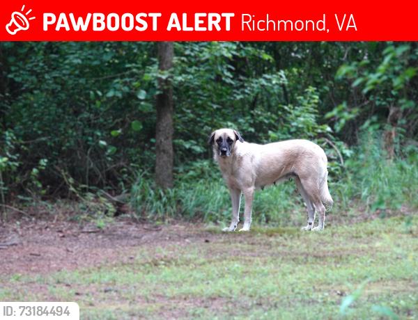 Lost Female Dog last seen Near Battlefield Park Road, Henrico, VA 23231, Richmond, VA 23231