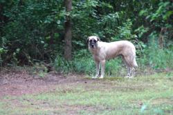 Lost Female Dog last seen Near Battlefield Park Road, Henrico, VA 23231, Richmond, VA 23231