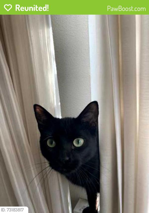 Reunited Female Cat last seen Magnolia St and 23rd Ave, Denver, CO, Denver, CO 80207