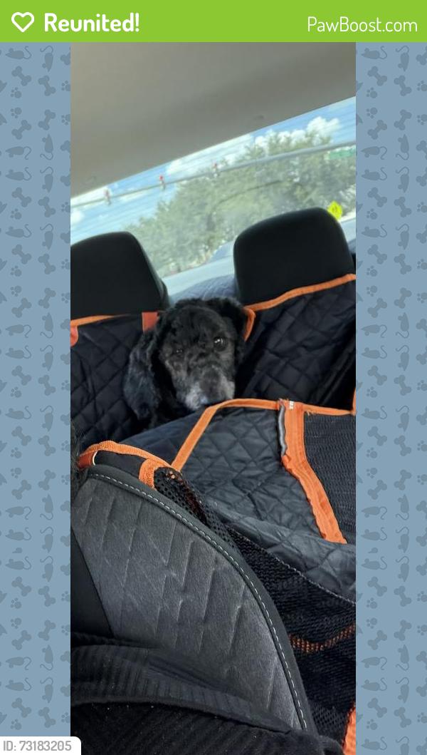 Reunited Female Dog last seen Barber Park apmts, Orlando, FL 32812