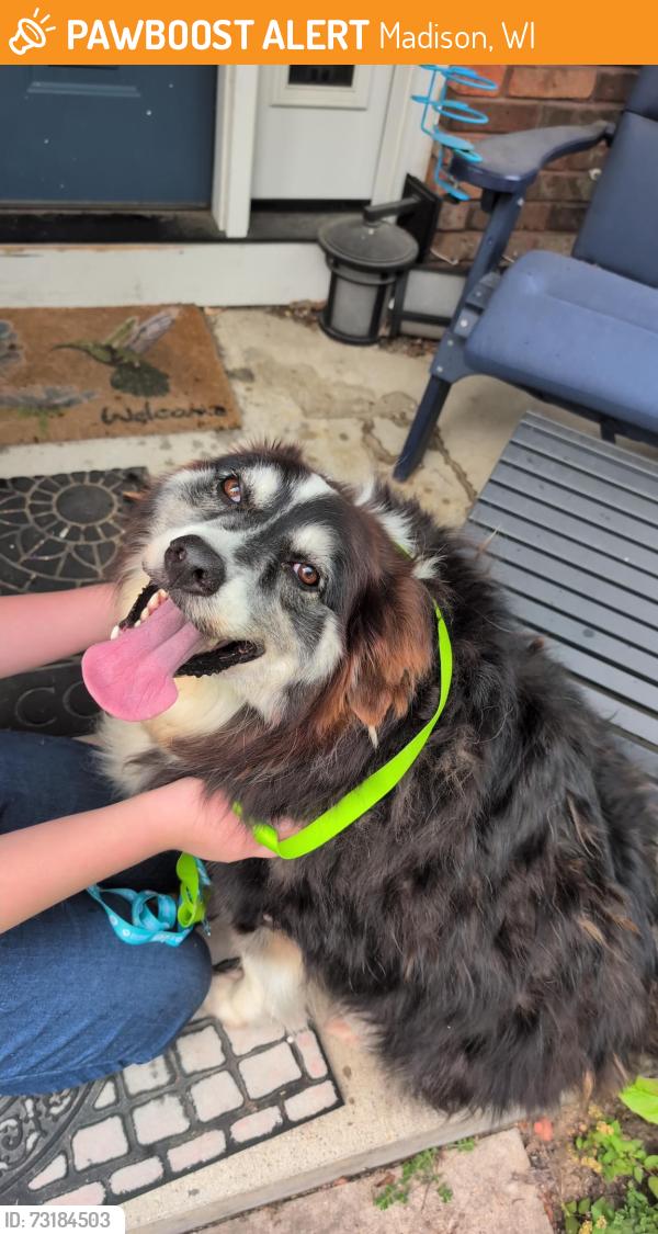 Found/Stray Unknown Dog last seen Armistice and Independence, Madison, WI 53704