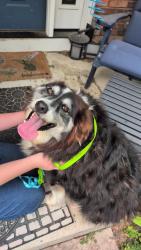 Found/Stray Unknown Dog last seen Armistice and Independence, Madison, WI 53704