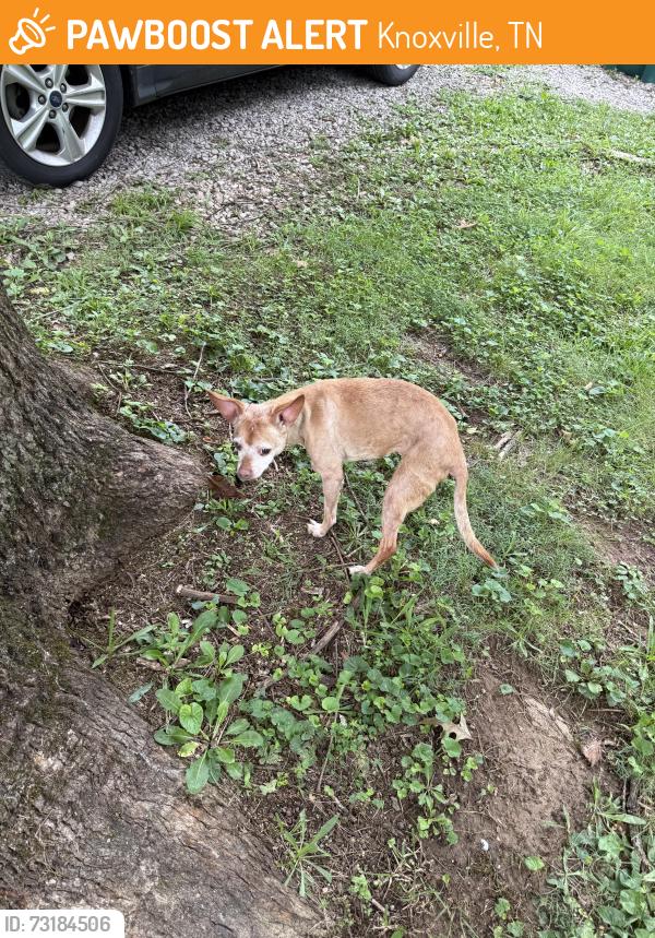 Found/Stray Female Dog last seen Deaderick Road, Knoxville, TN 37920