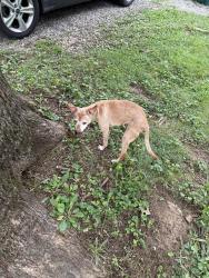 Found/Stray Female Dog last seen Deaderick Road, Knoxville, TN 37920