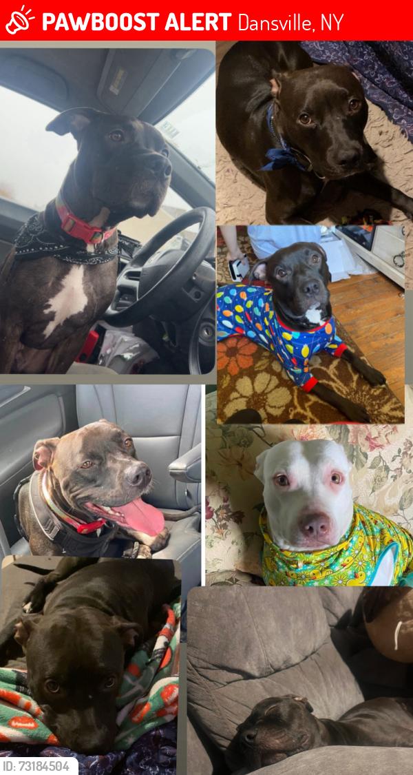 Lost Male Dog last seen Near red school rd, Dansville, NY 14437