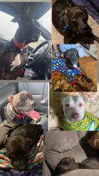Lost Male Dog last seen Near red school rd, Dansville, NY 14437