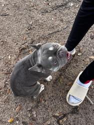 Reunited Female Dog last seen Near NW Eighth St Lauderhill, FL 33311 United States, Lauderhill, FL 33311