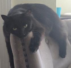 Lost Female Cat last seen Landowners dr. And Burlingame Dr e, Jacksonville, FL 32211