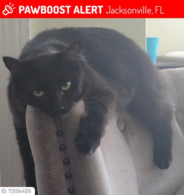 Lost Female Cat last seen Landowners dr. And Burlingame Dr e, Jacksonville, FL 32211