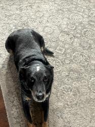 Reunited Female Dog last seen Cedar & Redwood Roads, Shiloh, Shiloh, PA 17408