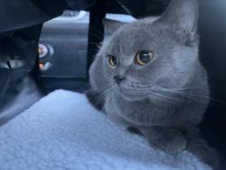 Lost Female Cat last seen Publix, Dickson County, TN 37187