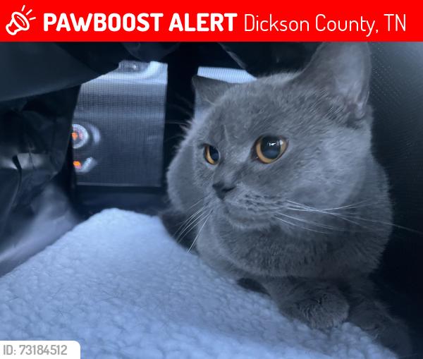 Lost Female Cat last seen Publix, Dickson County, TN 37187