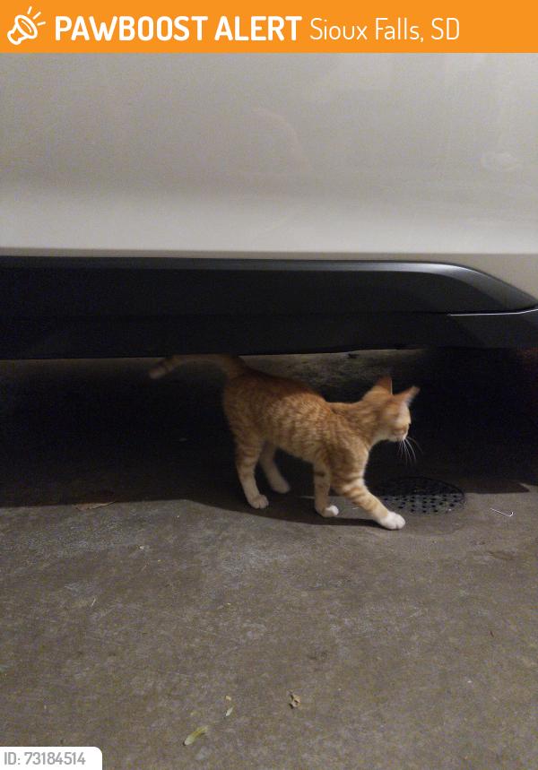 Found/Stray Unknown Cat last seen 26th and Southeastern, Sioux Falls, SD 57103
