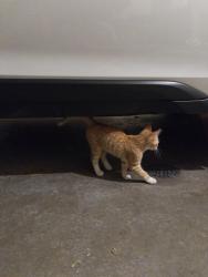 Found/Stray Unknown Cat last seen 26th and Southeastern, Sioux Falls, SD 57103