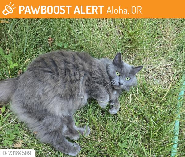 Found/Stray Female Cat last seen SW 186th & Pike, Aloha, OR, Aloha, OR 97007