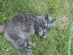 Found/Stray Female Cat last seen SW 186th & Pike, Aloha, OR, Aloha, OR 97007