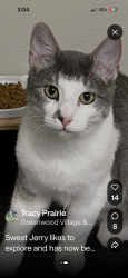 Reunited Male Cat last seen Arapahoe and Yosemite, Centennial, CO 80112