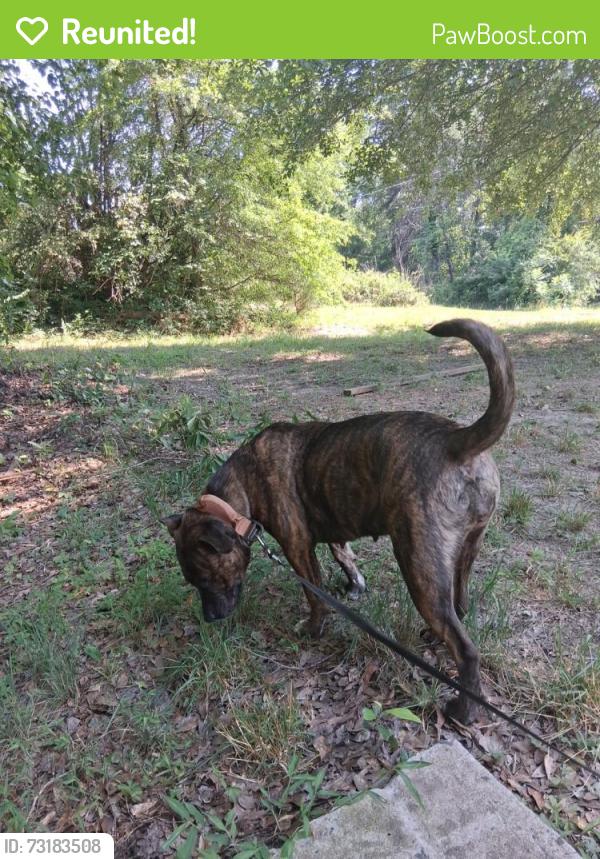 Reunited Female Dog last seen Gated communi t y in boiling springs, Boiling Springs, NC 28152
