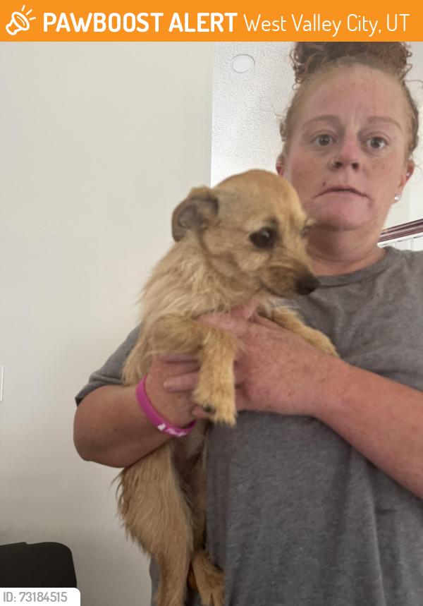 Found/Stray Female Dog last seen Near s 5400 w, West Valley City, UT 84120