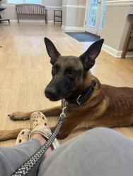 Reunited Male Dog last seen Near schofield drive hampton ga 30228, Hampton, GA 30228