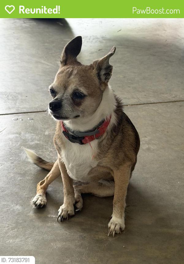 Reunited Unknown Dog last seen Near Flourville Rd, Johnson City, TN 37615, USA, Johnson City, TN 37615