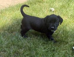 Shelter Stray Female Dog last seen E 84th St & Euclid Ave, 64132, 64132, MO, 7077 Elmwood Ave, Kansas City, MO 64132, USA